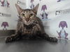 adoptable Cat in Orlando, FL named *LOLA