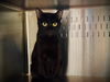 adoptable Cat in Orlando, FL named *SHADOW