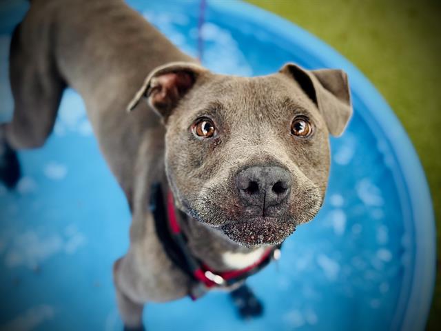 adoptable Dog in Orlando, FL named CHIEF