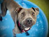 adoptable Dog in  named CHIEF