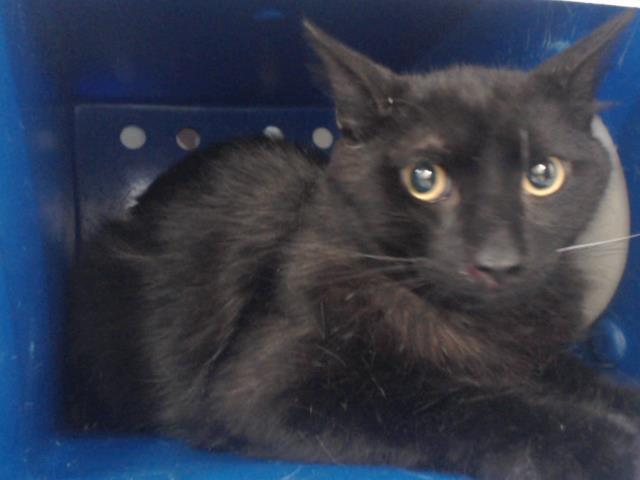 adoptable Cat in Orlando, FL named *LUCCA