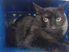 adoptable Cat in  named *LUCCA