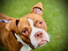 adoptable Dog in  named MILO