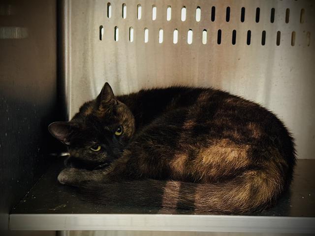 adoptable Cat in Orlando, FL named BERNADETTE