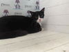 adoptable Cat in Orlando, FL named MITTENS