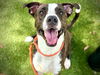 adoptable Dog in  named BUCKLEY