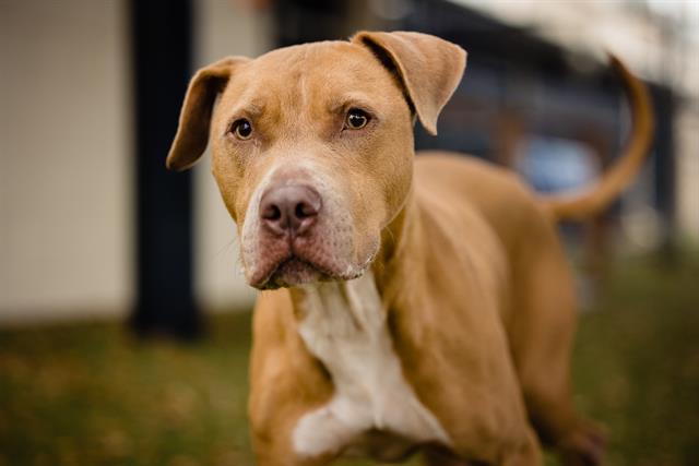adoptable Dog in Orlando, FL named KODY