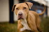adoptable Dog in  named KODY