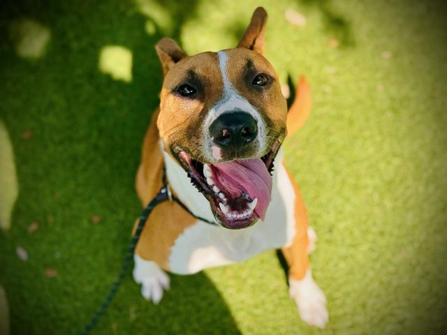 adoptable Dog in Orlando, FL named BODHI