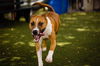 adoptable Dog in  named BODHI