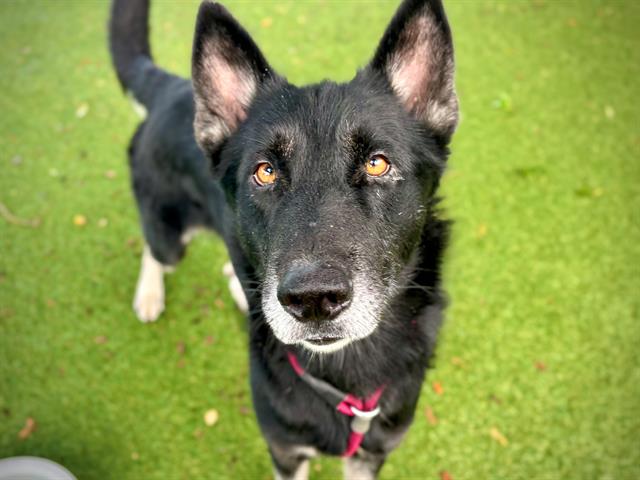 adoptable Dog in Orlando, FL named DUKE