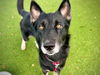 adoptable Dog in  named DUKE