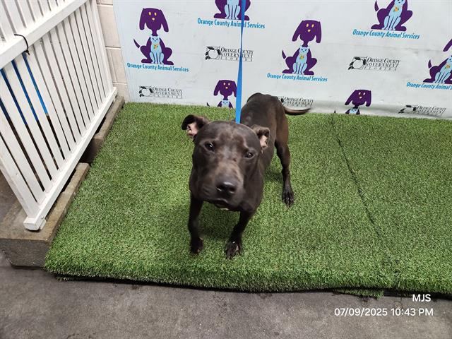 adoptable Dog in Orlando, FL named ZEUS