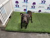 adoptable Dog in  named ZEUS