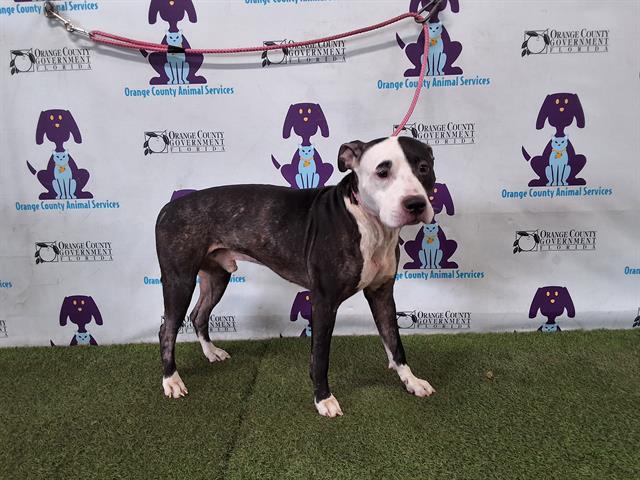 adoptable Dog in Orlando, FL named OREO