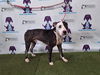 adoptable Dog in  named OREO