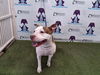 adoptable Dog in  named SASHA