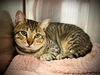 adoptable Cat in Orlando, FL named *MACI