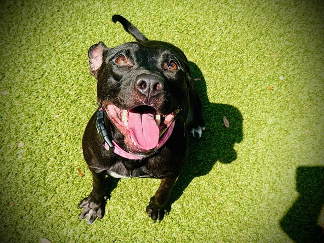 adoptable Dog in Orlando, FL named *MINNIE