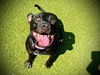 adoptable Dog in  named *MINNIE