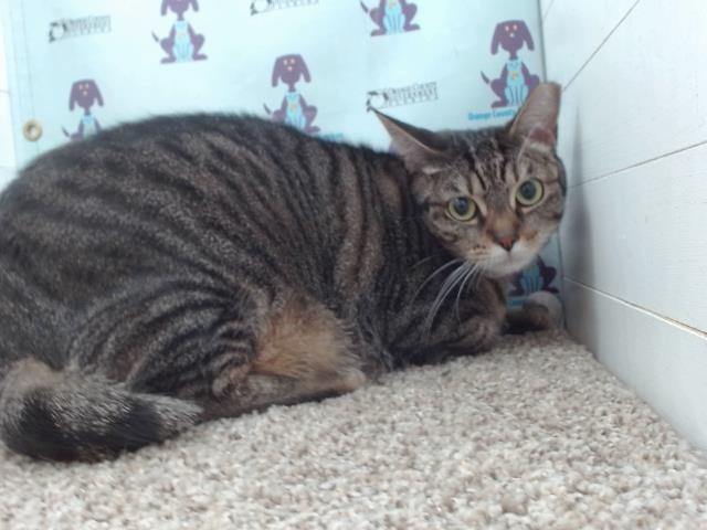 adoptable Cat in Orlando, FL named BETTY