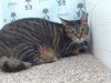 adoptable Cat in Orlando, FL named BETTY