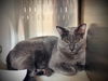 adoptable Cat in Orlando, FL named BAGHEERA