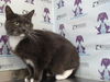 adoptable Cat in Orlando, FL named MISTY