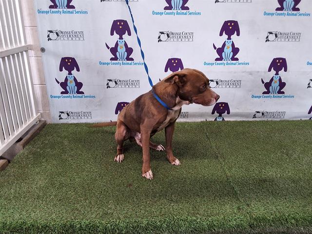 adoptable Dog in Orlando, FL named SAINT
