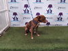 adoptable Dog in  named SAINT