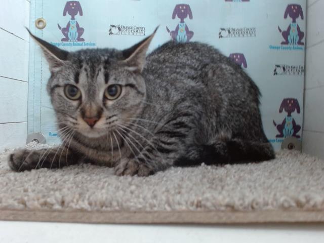adoptable Cat in Orlando, FL named GRAY