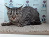 adoptable Cat in Orlando, FL named GRAY