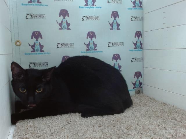 adoptable Cat in Orlando, FL named KITTY
