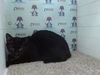 adoptable Cat in Orlando, FL named KITTY