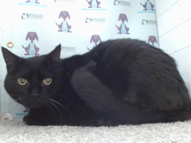 adoptable Cat in Orlando, FL named SAMMY