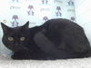 adoptable Cat in Orlando, FL named SAMMY