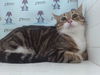 adoptable Cat in Orlando, FL named MICCO