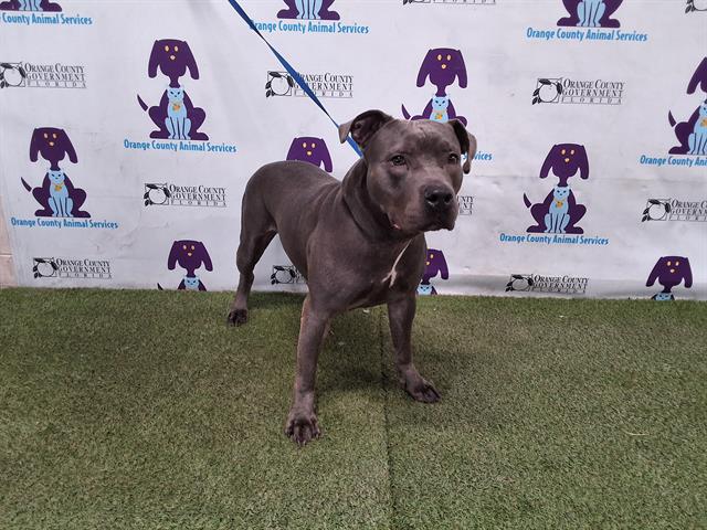 adoptable Dog in Orlando, FL named PRINCE