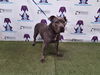 adoptable Dog in  named PRINCE