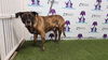 adoptable Dog in Orlando, FL named DAKOTA