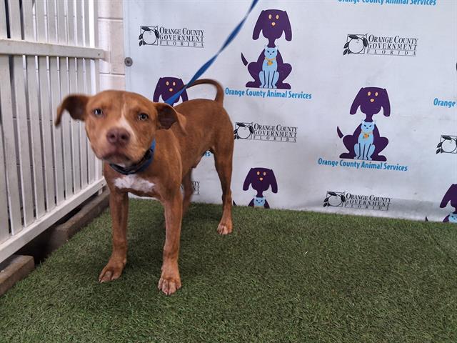 adoptable Dog in Orlando, FL named HUTCH