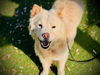 adoptable Dog in  named RILEY