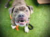 adoptable Dog in  named LITTLE MAN
