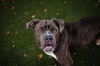 adoptable Dog in Orlando, FL named LITTLE MAN