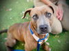adoptable Dog in  named *PAUL RUFF