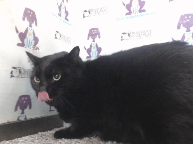 adoptable Cat in Orlando, FL named MAGIC