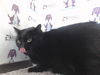adoptable Cat in Orlando, FL named MAGIC