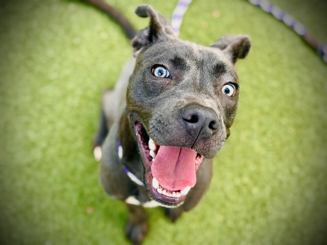 adoptable Dog in Orlando, FL named THOR