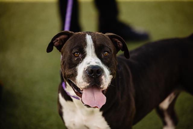 adoptable Dog in Orlando, FL named *ECKO