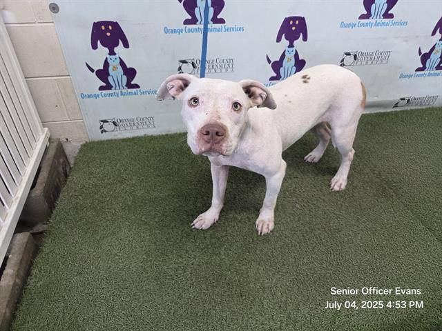 adoptable Dog in Orlando, FL named MISSY
